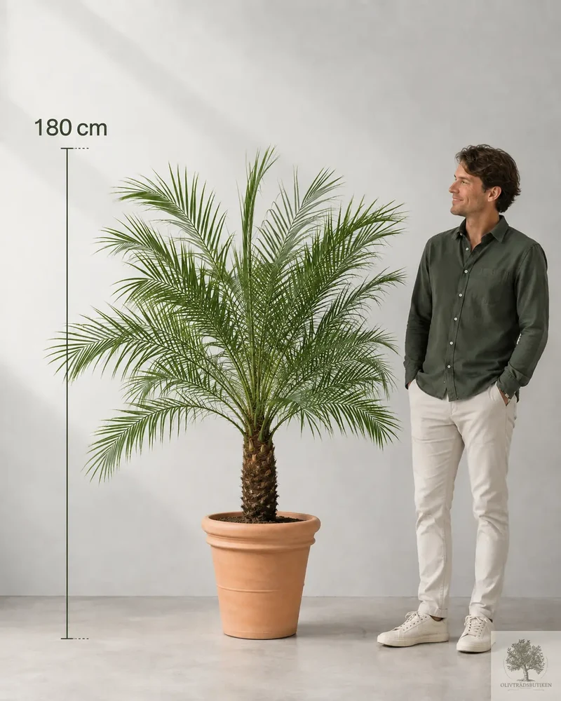 Phoenix roebelenii – Elegant dvärgdadelpalm för hem och kontor