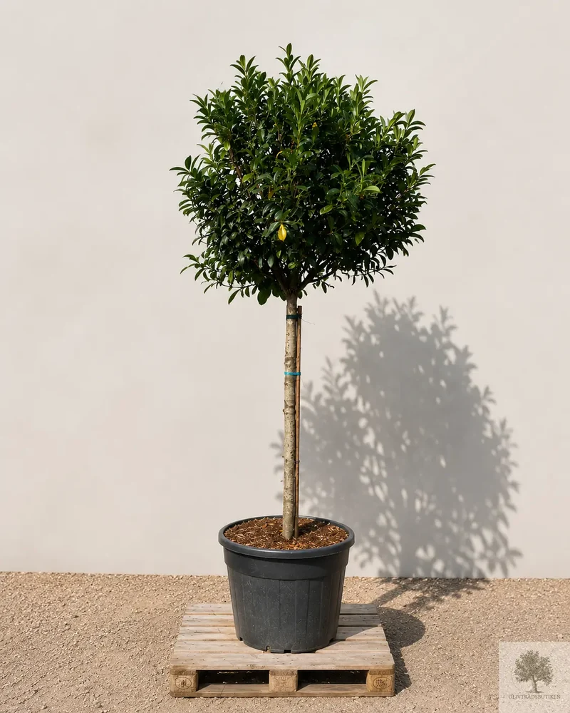 Prunus laurocerasus 'Etna' – Lagerhägg på stam 220 cm