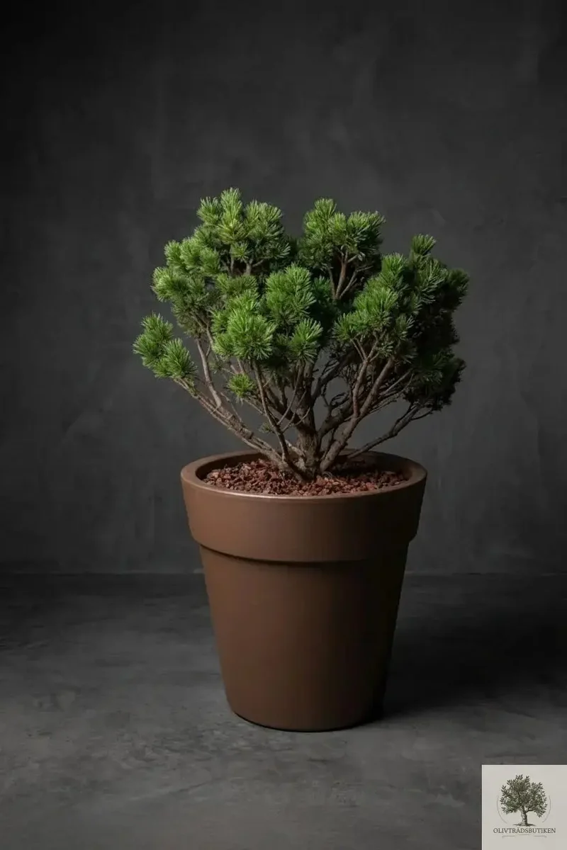 Barrträd - Pinus Mugo - 140 cm