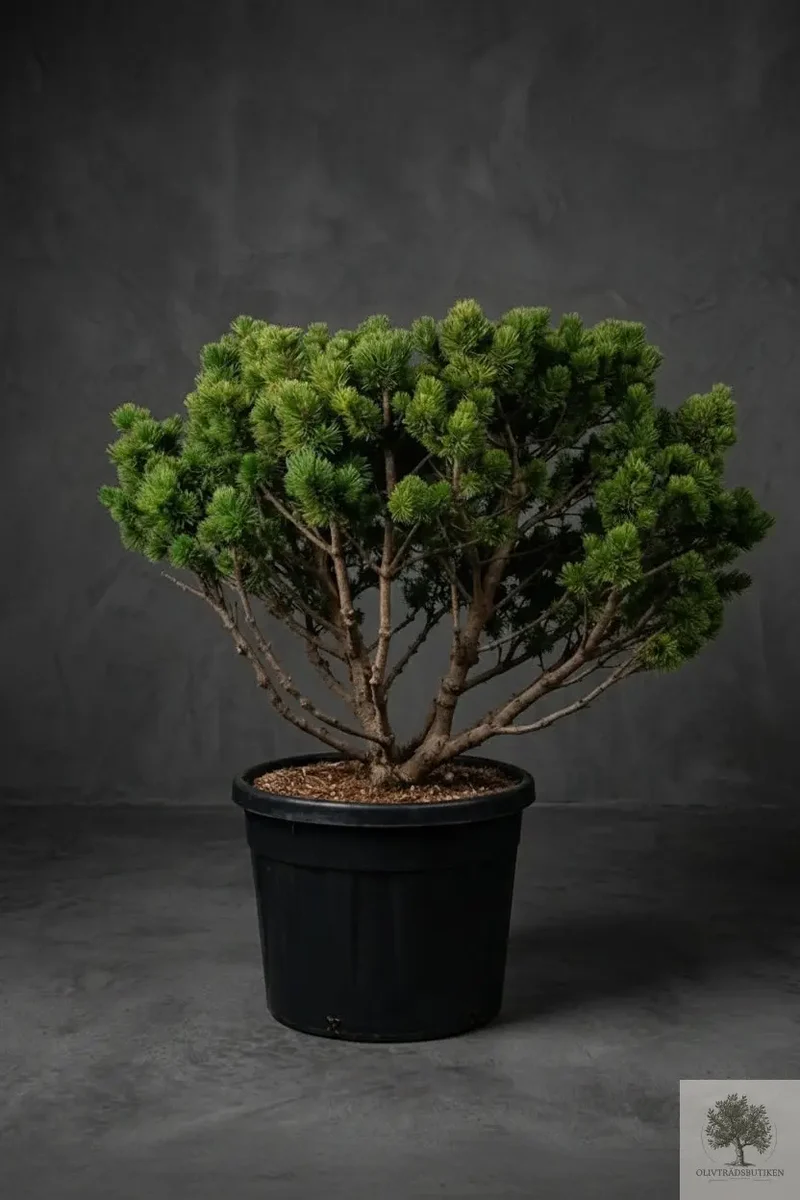 Barrträd - Pinus Mugo - 160 cm