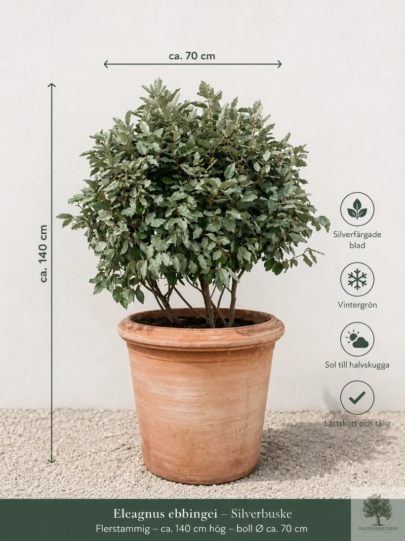 Silverbuske - Elaeagnus Ebbingei - Flerstammig 140