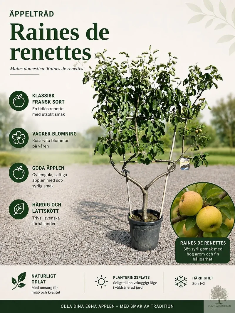 Äppleträd på spaljé– ‘Reines des Reinettes’ – 200 cm