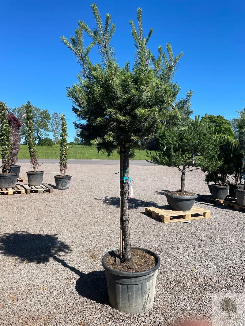 Dvärgtall tålig barrväxt - Pinus Silvestris Watereri - trädformat 200 cm