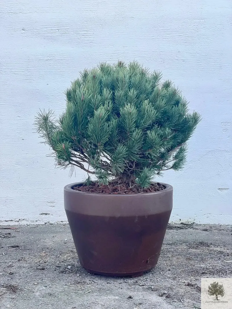 Dvärgtall tålig barrväxt - Pinus Silvestris Watereri - Buske