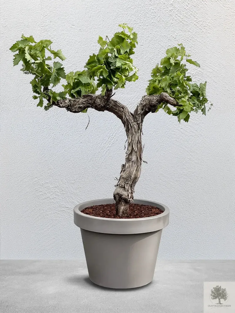 Medium vinranka - 15 år - 140 cm höjd - 25 cm stam - 80 cm krona