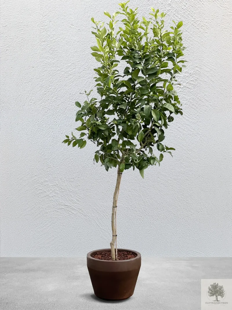 Citronträd - 10 år - 190 cm höjd