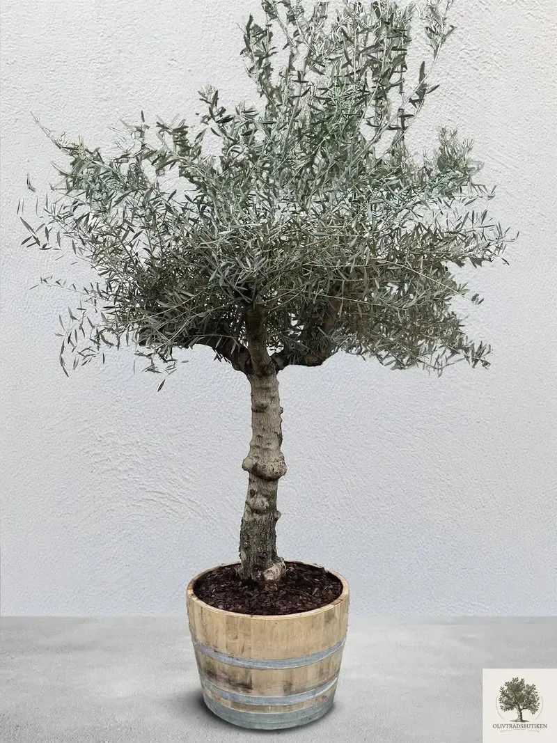 Olivträd #2414