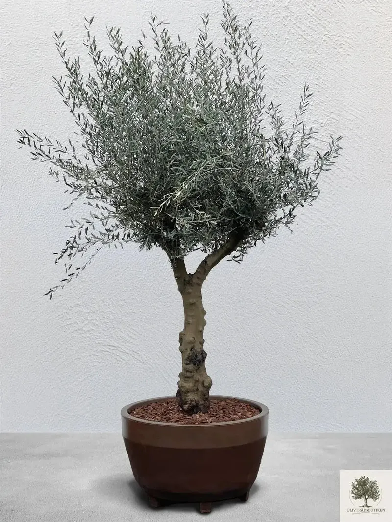 Olivträd #2415