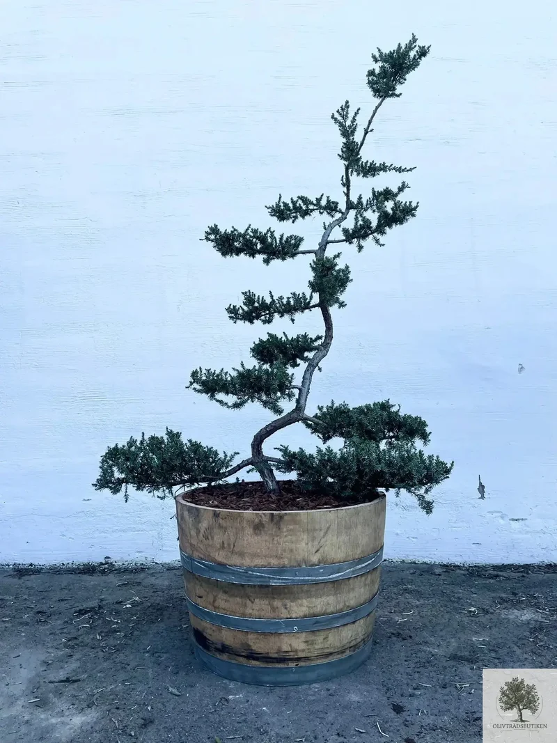 Barrväxt bonsai - tålig - Juniperus Conferta Schlager - Bonsai 180 cm