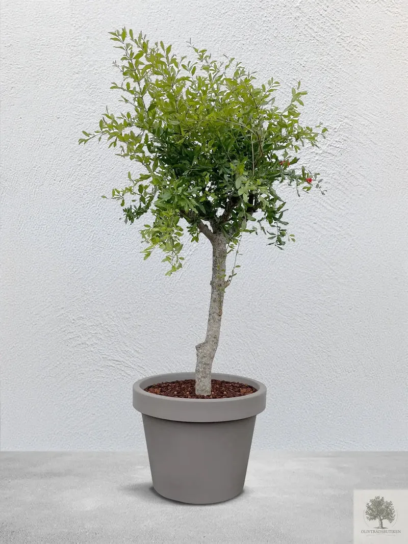 Granatäppleträd - 240 cm höjd - 20 cm stam - 80 cm krona
