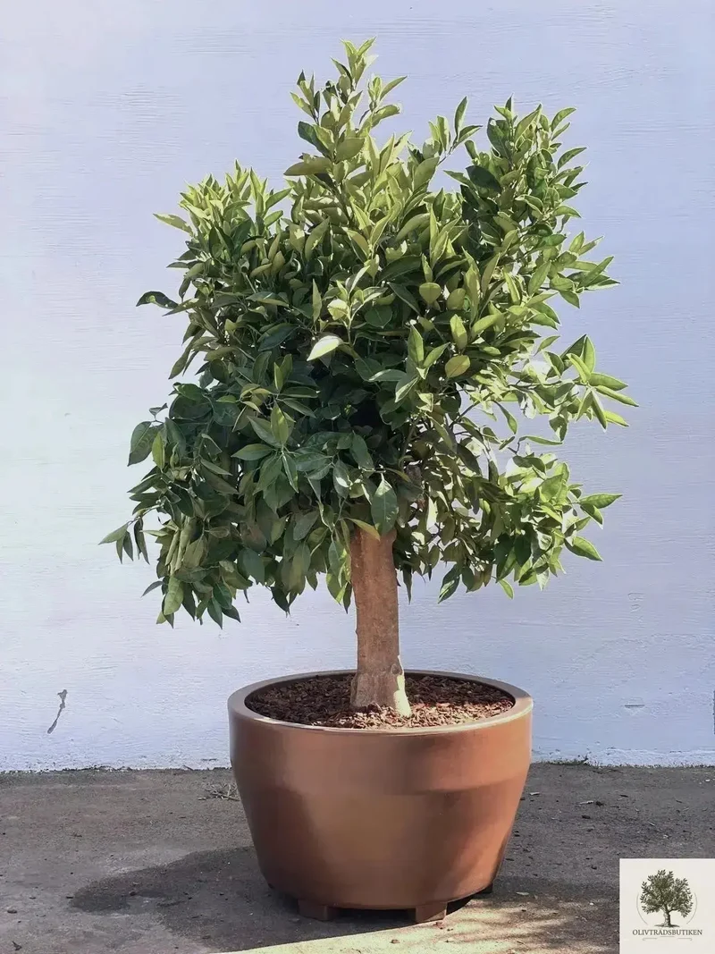 Citrusträd - Apelsinträd 30 år - 190 cm höjd - 40 cm stam - 100 cm krona