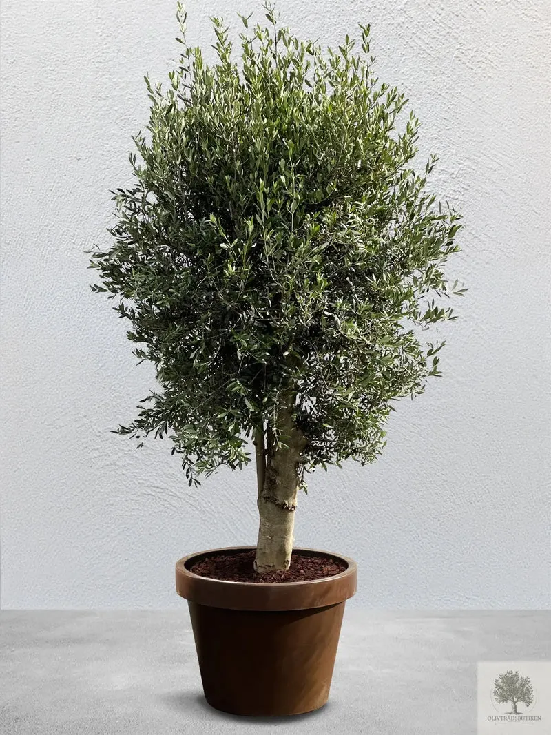 Olivträd 35 år - 230 cm höjd - 50 cm stam - 110 cm krona