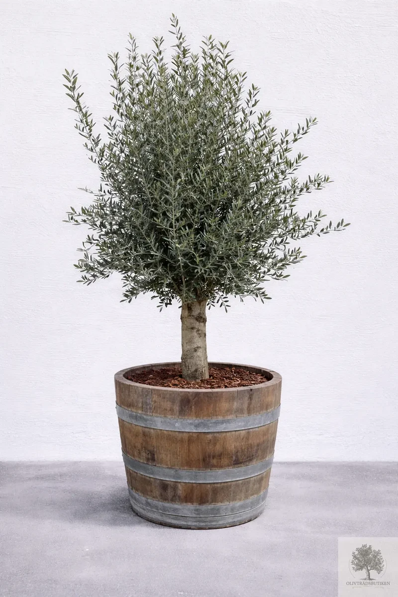 Olivträd 30 år - 230 cm höjd - 40 cm stam - 90 cm krona