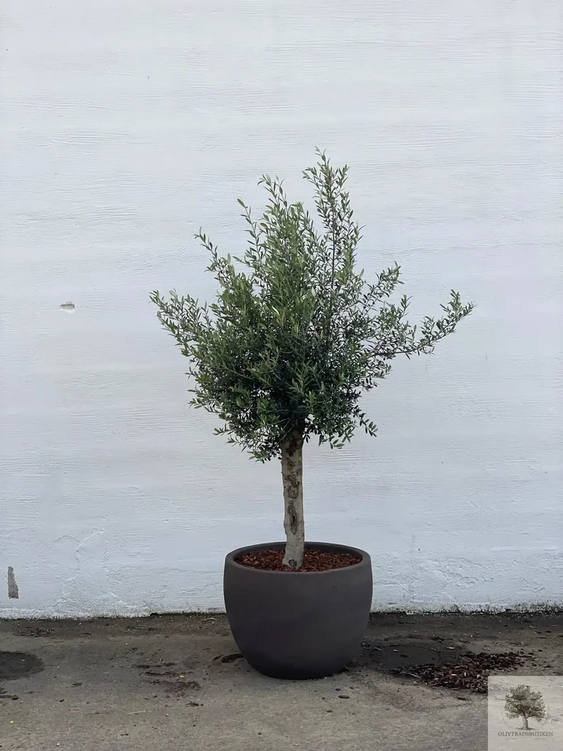 Kruka Terrakotta grå - Låg rund - 64-120 cm
