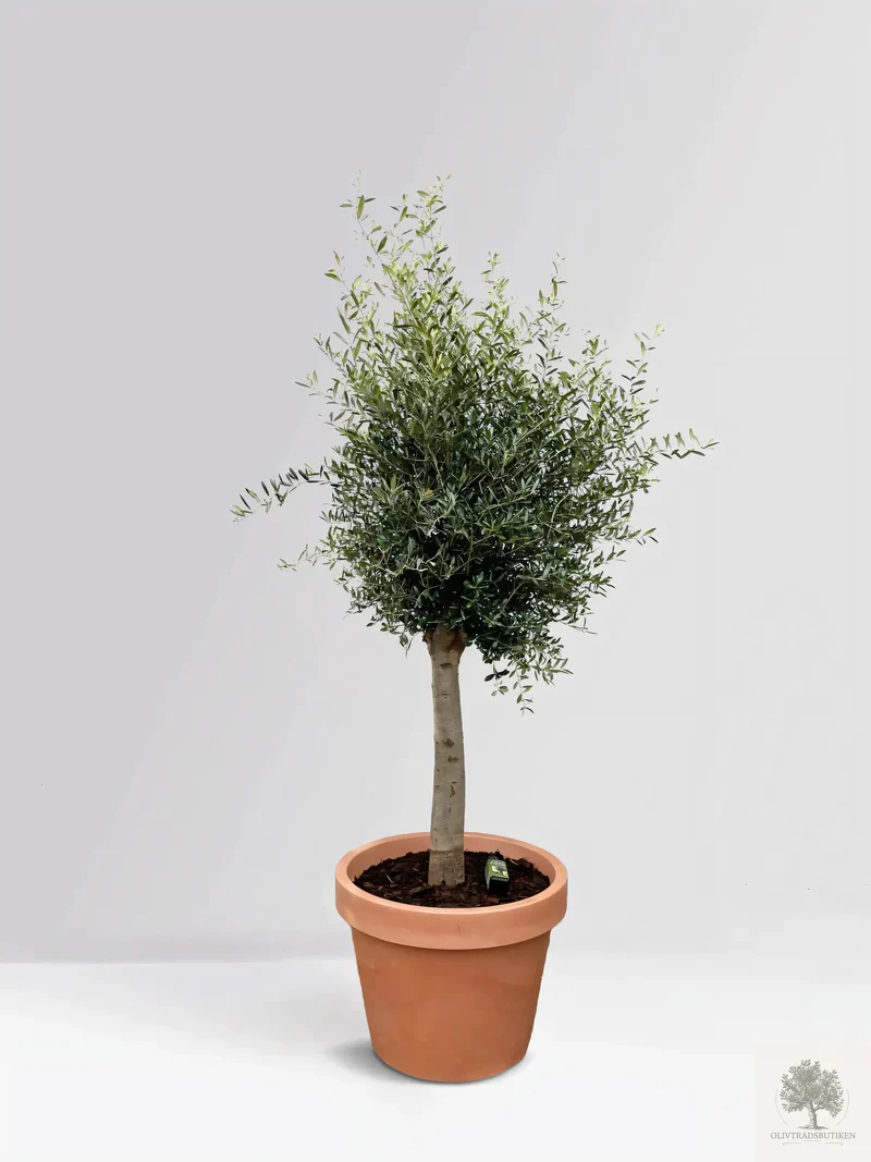Olivträd 25 år - 210 cm höjd - 40 cm stam - 75 cm krona
