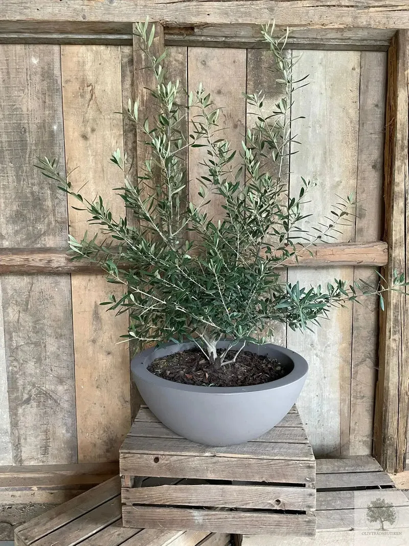 Kruka plast skål - Cefeo - diameter 40 cm