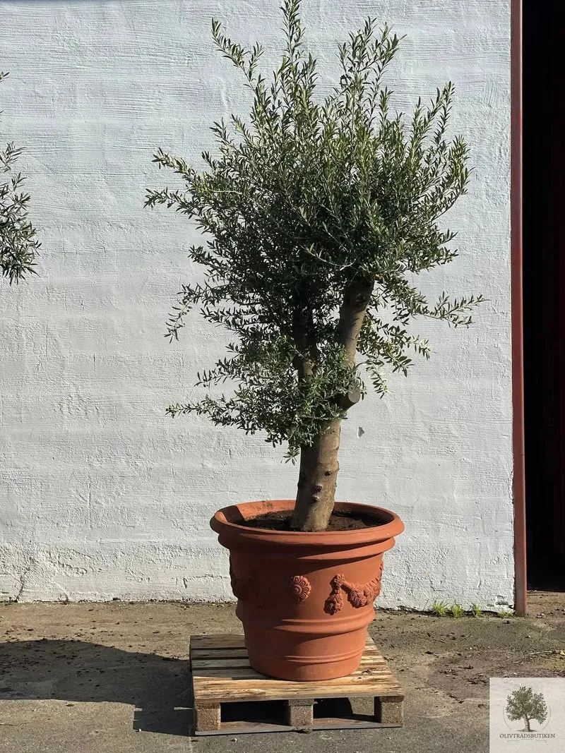 Kruka Terrakotta - Impruneta Garland - 80 cm diameter - 62 cm höjd