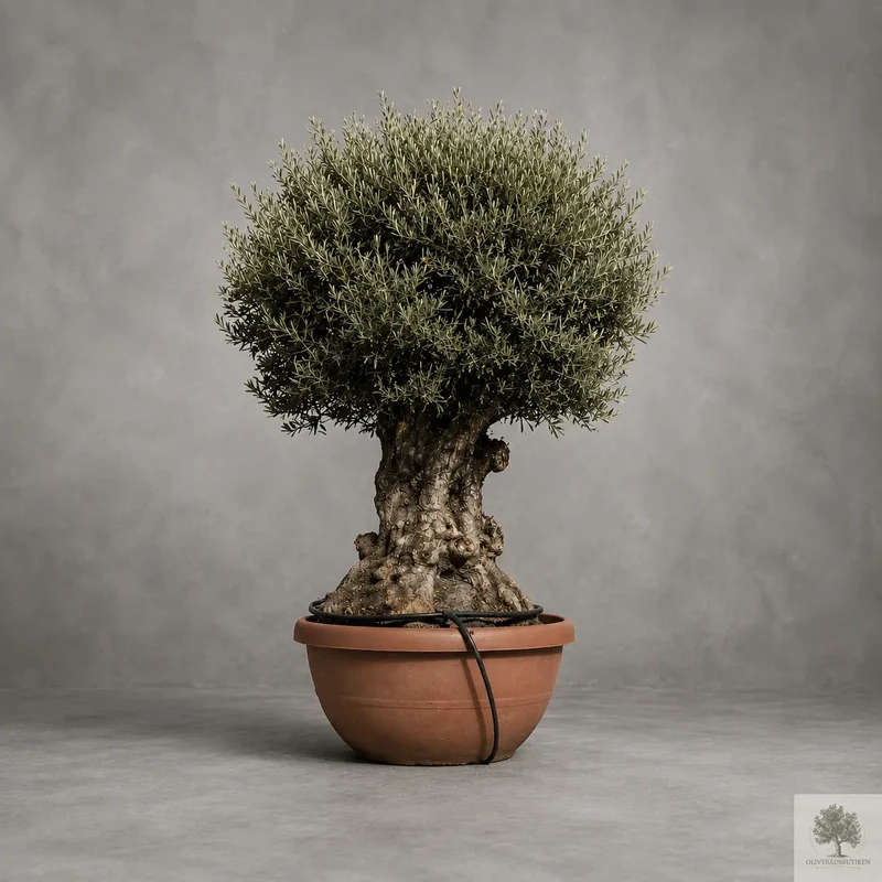 Olivträd - Olea Europaea 80 år - Large