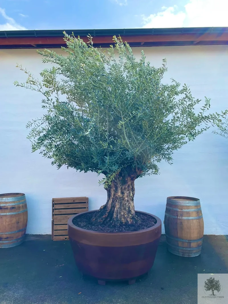 Olivträd Olea Europaea 250 år - Bonsai Large