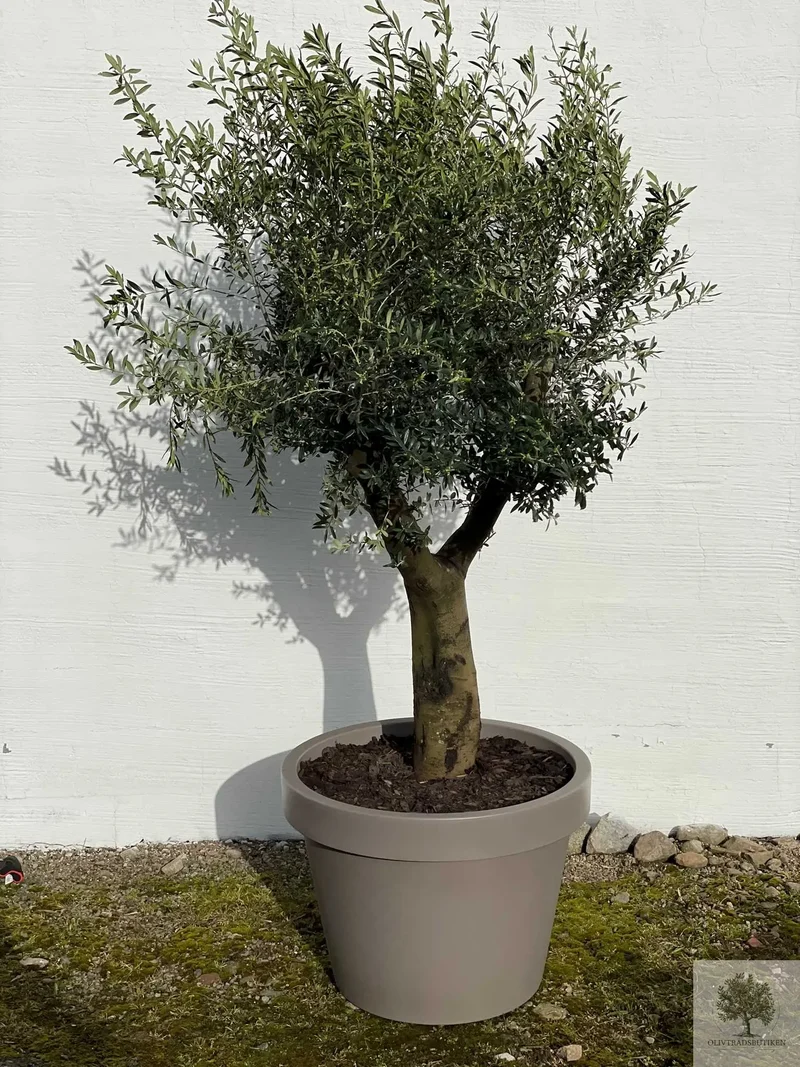 Olivträd 40 år - 220 cm höjd - 60 cm stam - 120 cm krona