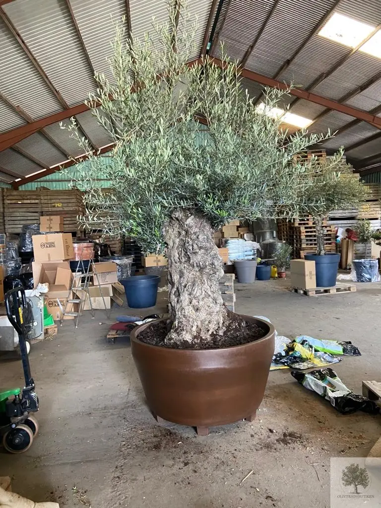 Plantering Large – Medelhavsjord/Pinjebark