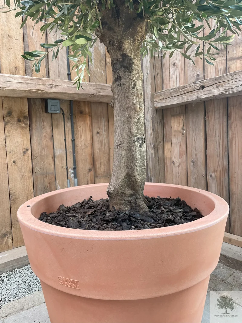 Plantering Medium – Medelhavsjord/pinjebark