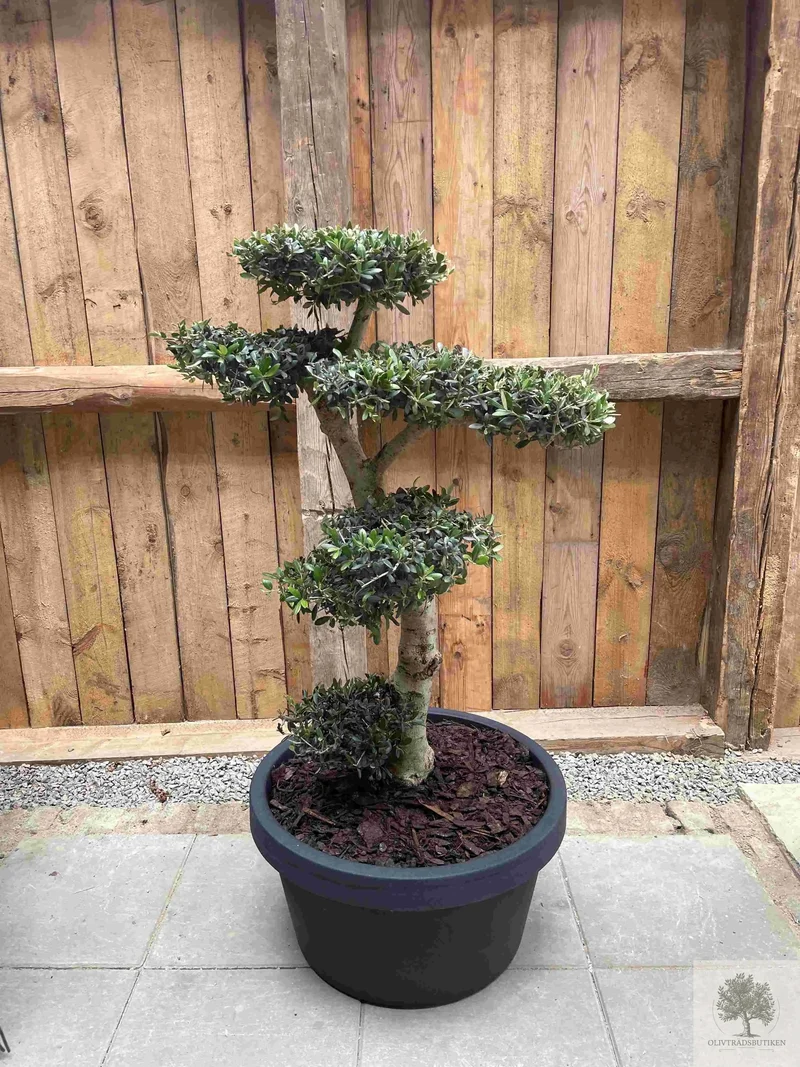 Plantering Small – Medelhavsjord/pinjebark