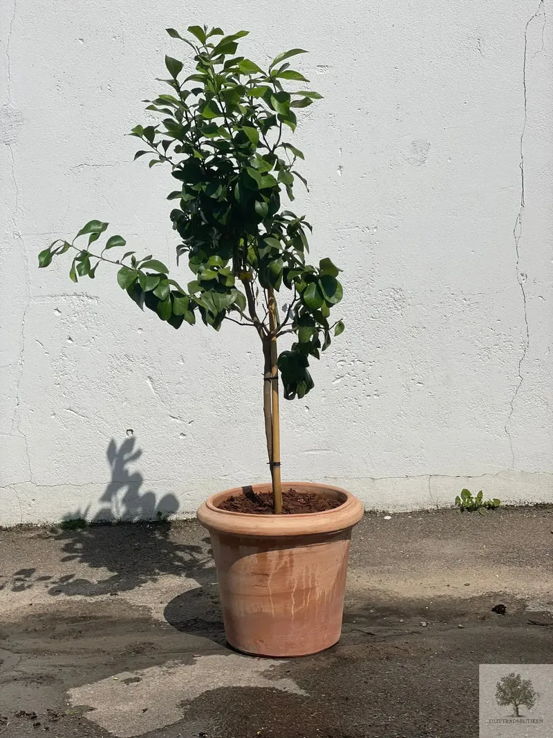 Kruka Terrakotta - Milano - 60 cm diameter - 53 cm höjd