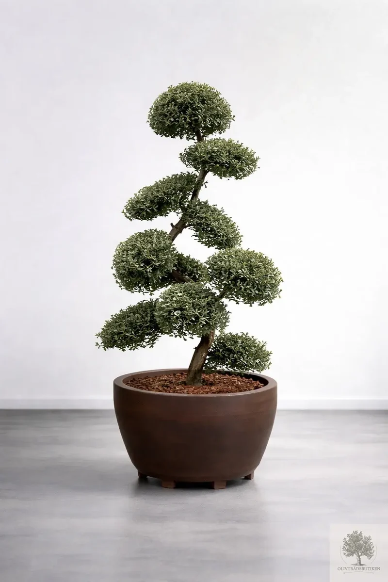 Japansk järnek – Ilex crenata -Kinme – formklippt 180 cm