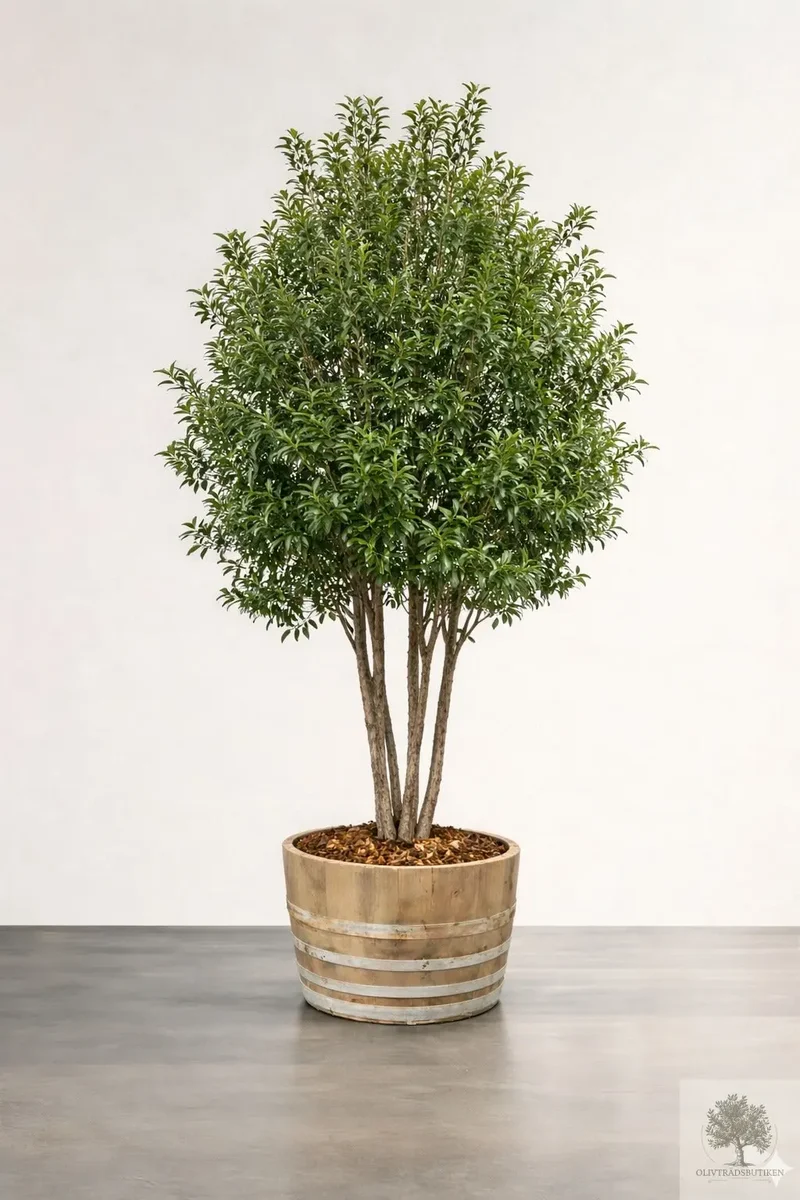 Osmanthus ilicifolius - Flerstammig 220 cm