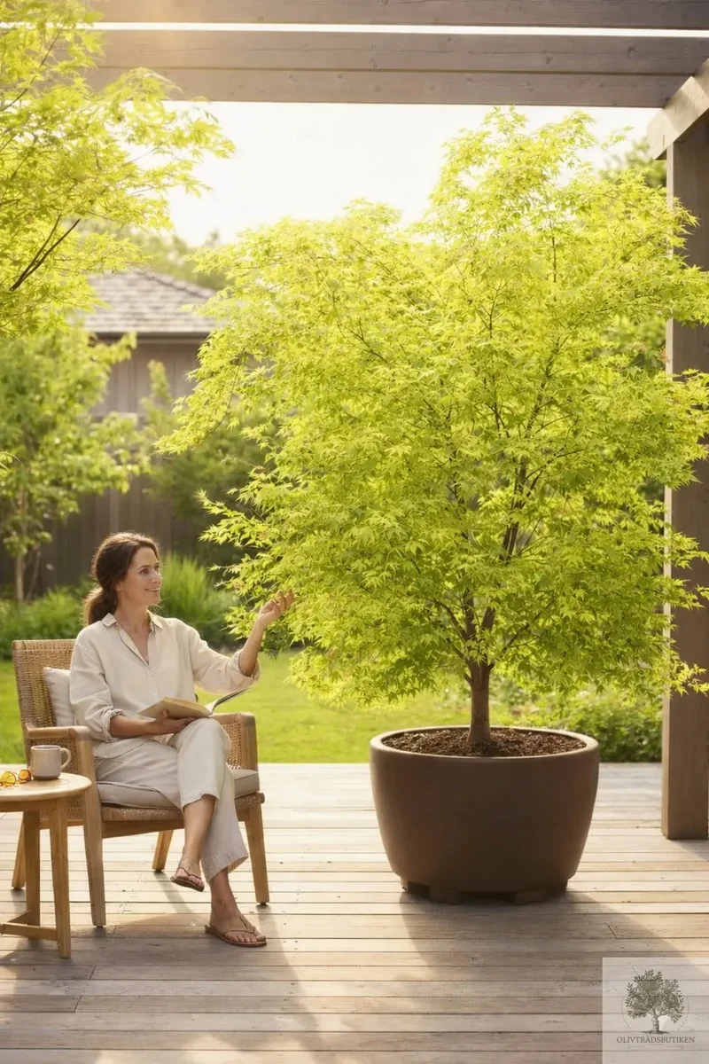 Japansk lönn grön - stort exemplar - Acer palmatum "Limelight" - 220 cm