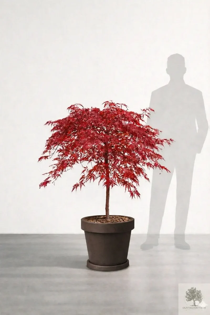 Japansk lönn rödbladig - Inaba Shidare - Acer Dissectum