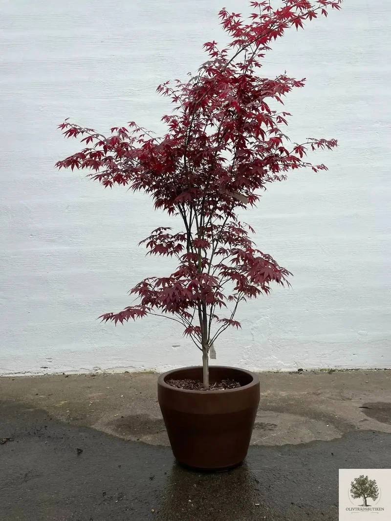 Japansk lönn rödbladig - Acer palmatum ‘Artropurpureum’ - 175 cm