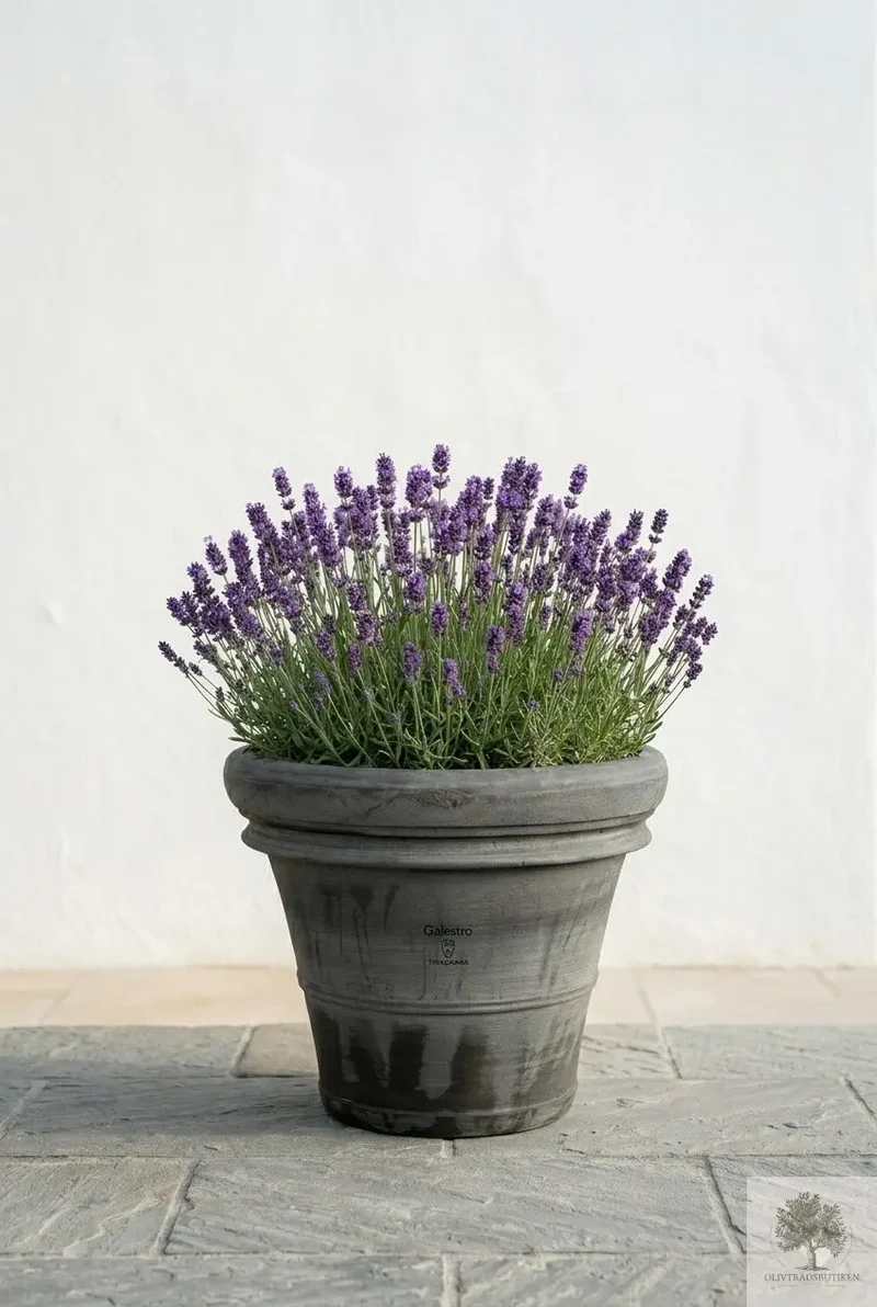 Kruka Terrakotta Grå - Toscana - 50 cm diameter - 41 cm höjd