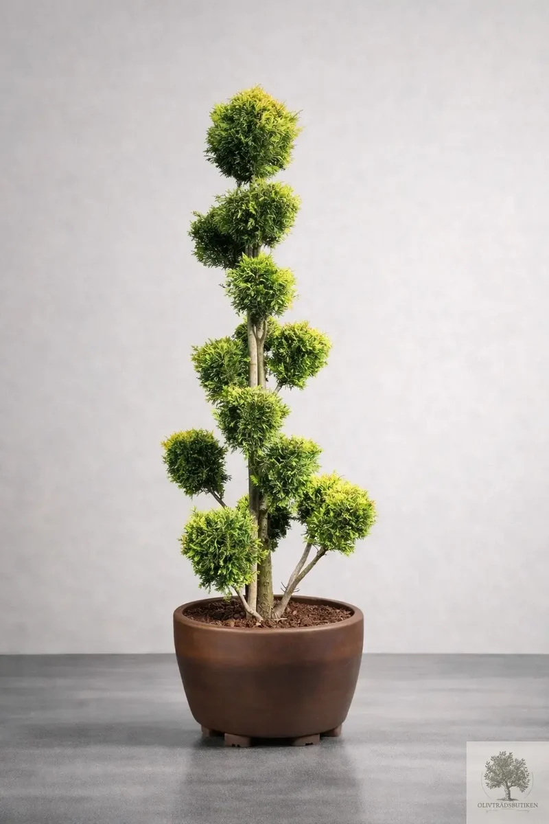 Molnklippt Cypress Leylandii 'Golden Raider' – Skulptural elegans med gyllene lyster