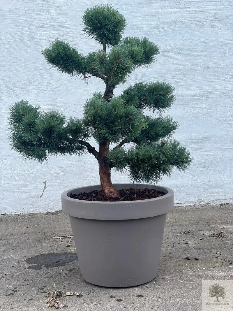 Pinus Silvestris Watereri - Bonsai molnklippt 150 cm