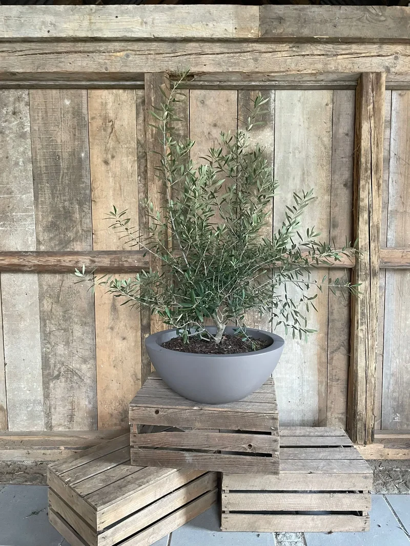 Olivträd buske - Olea Europaea