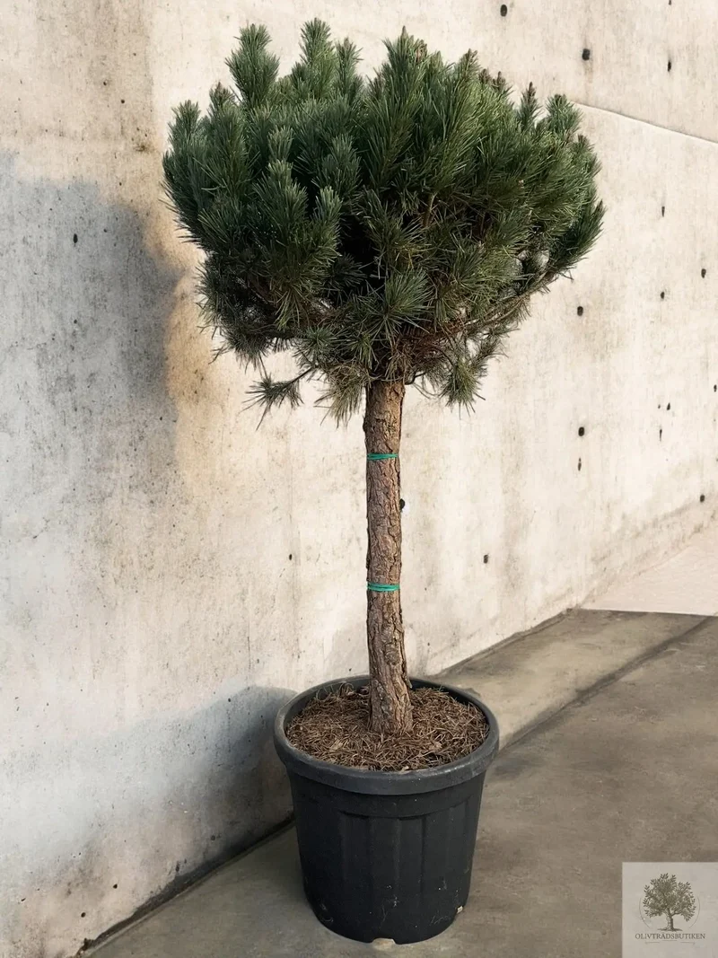 Dvärgtall tålig barrväxt - Pinus Silvestris Watereri - trädformat 160 cm