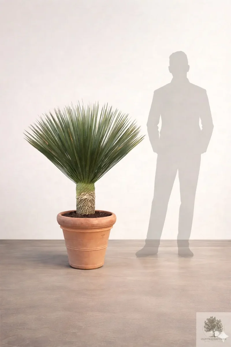 Yucca Rostrata - Palmlilja - 150cm hög