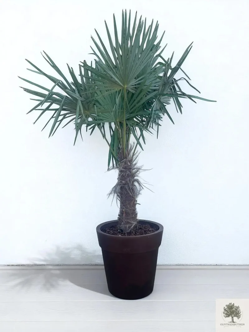 Väderkvarnspalm - Trachyarpus Fortunei - 210 cm