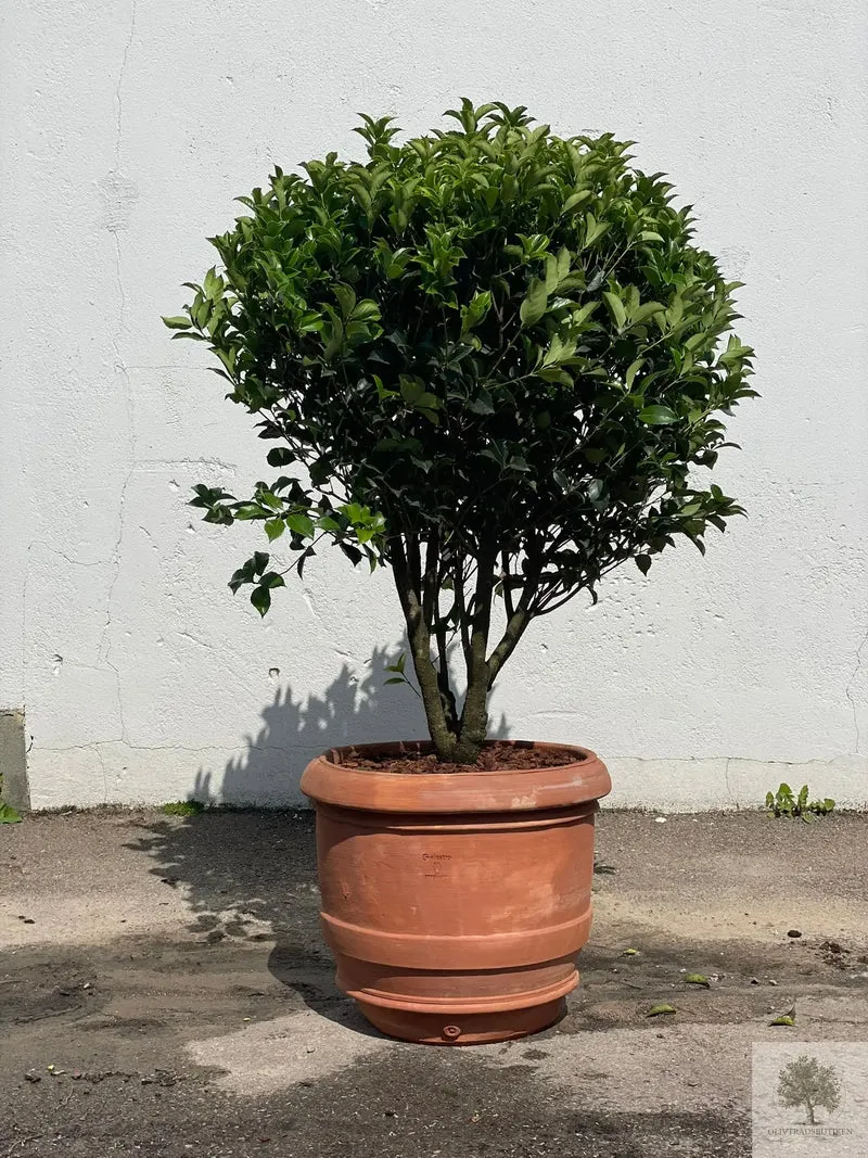 Terrakottakruka - Barile Liscio - 60 cm diameter - 51 cm höjd