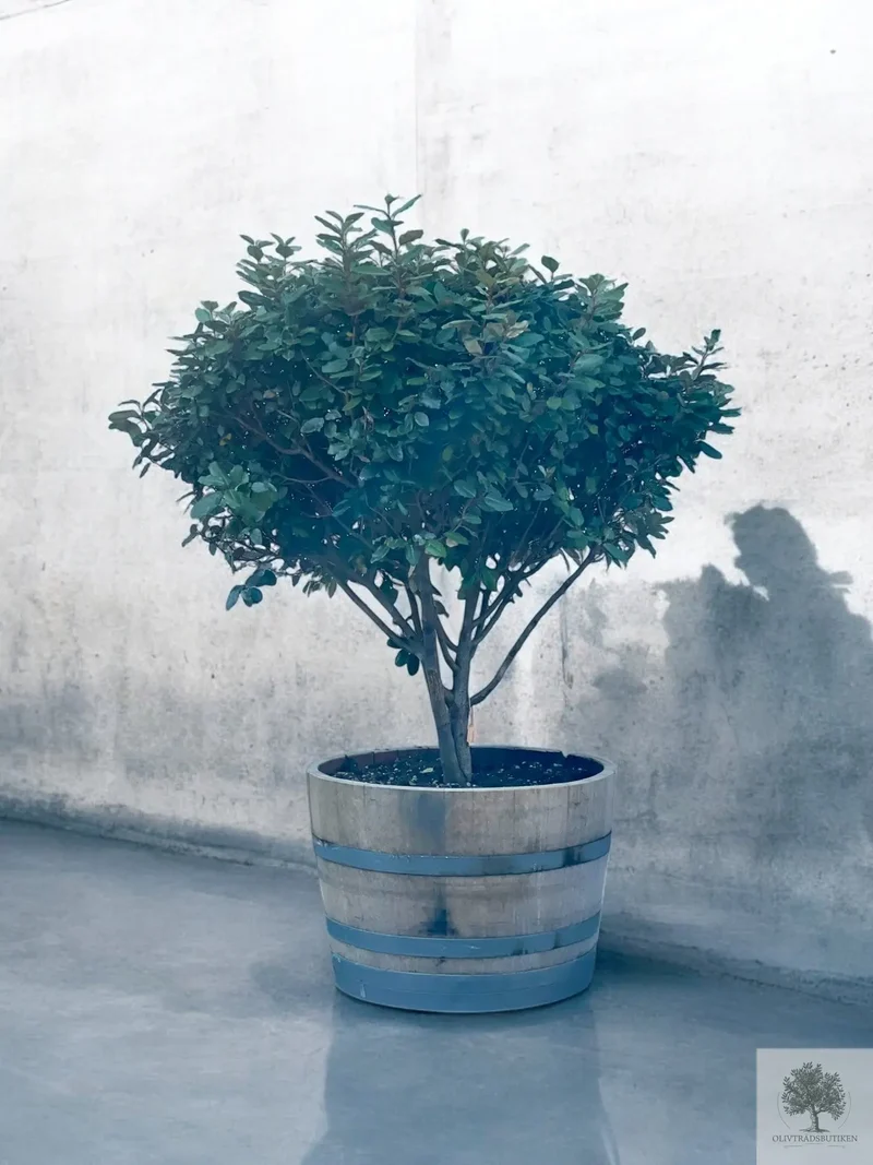 Silverbuske - Elaeagnus Ebbingei - Flerstammig 175 cm