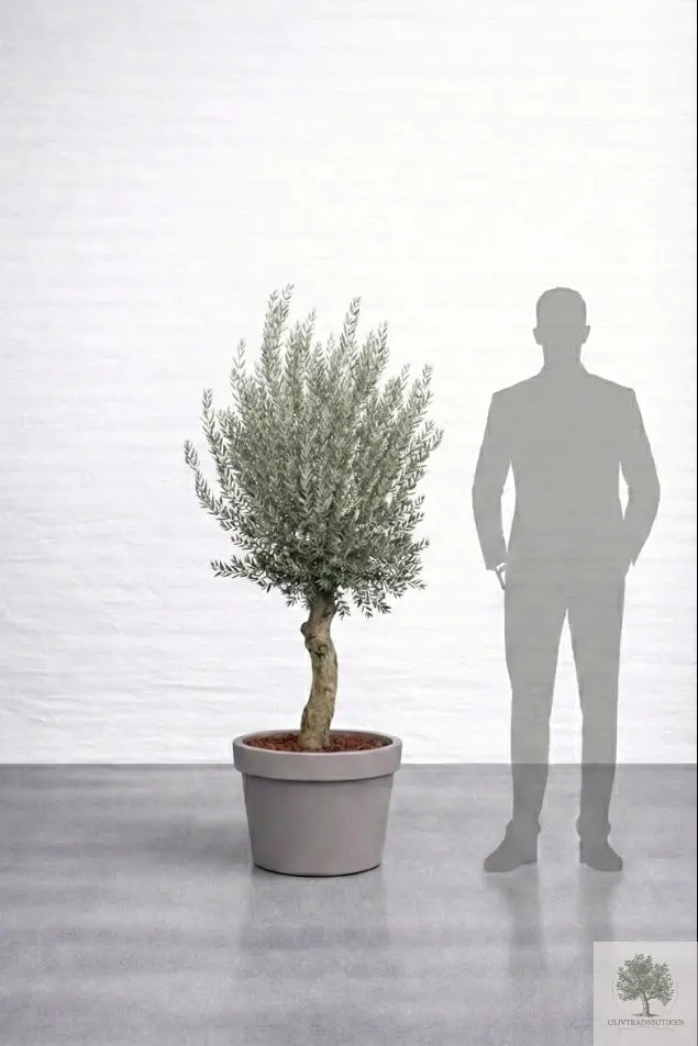 Olivträd 20 år - 180 cm höjd - 35 cm stam - 60 cm krona