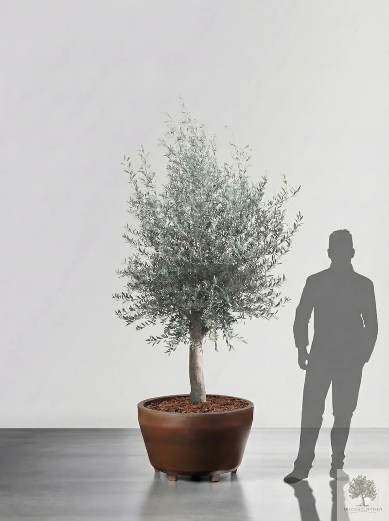 Olivträd 10 år - 170 cm höjd - 25 cm stam - 70 cm krona