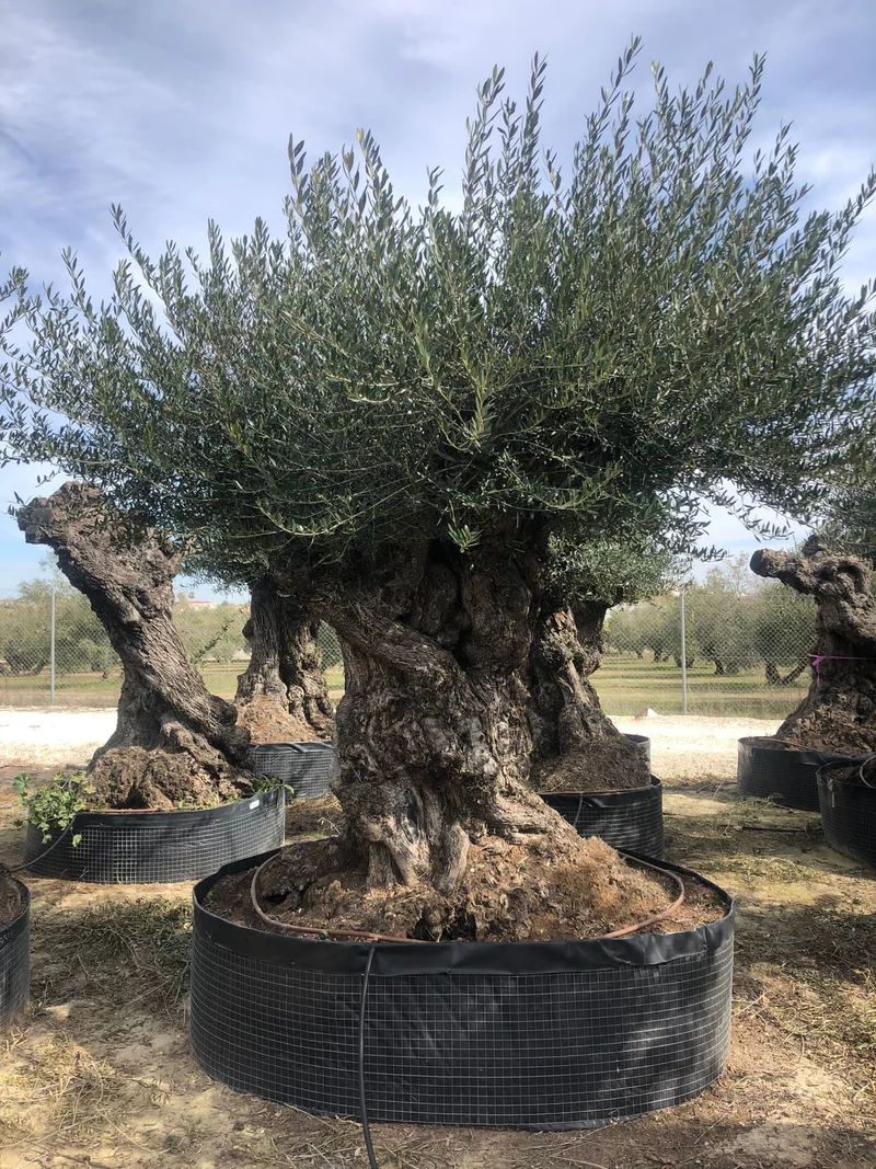 Olivträd Olea Europaea #2302