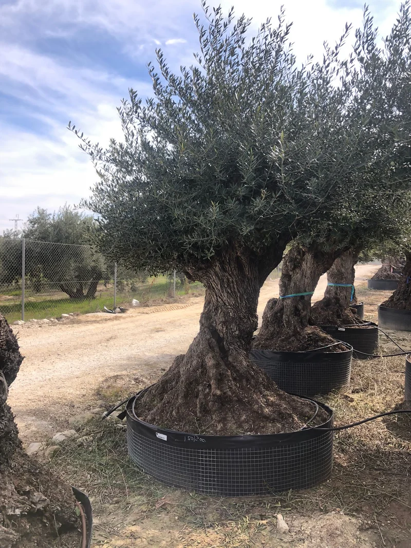 Olivträd Olea Europaea #2305