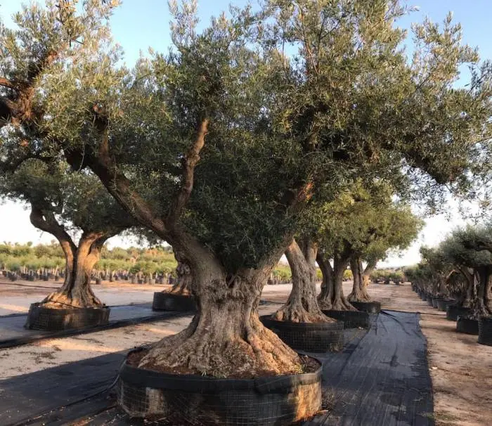 Olivträd Olea Europaea "Regional Alicante" 400 år