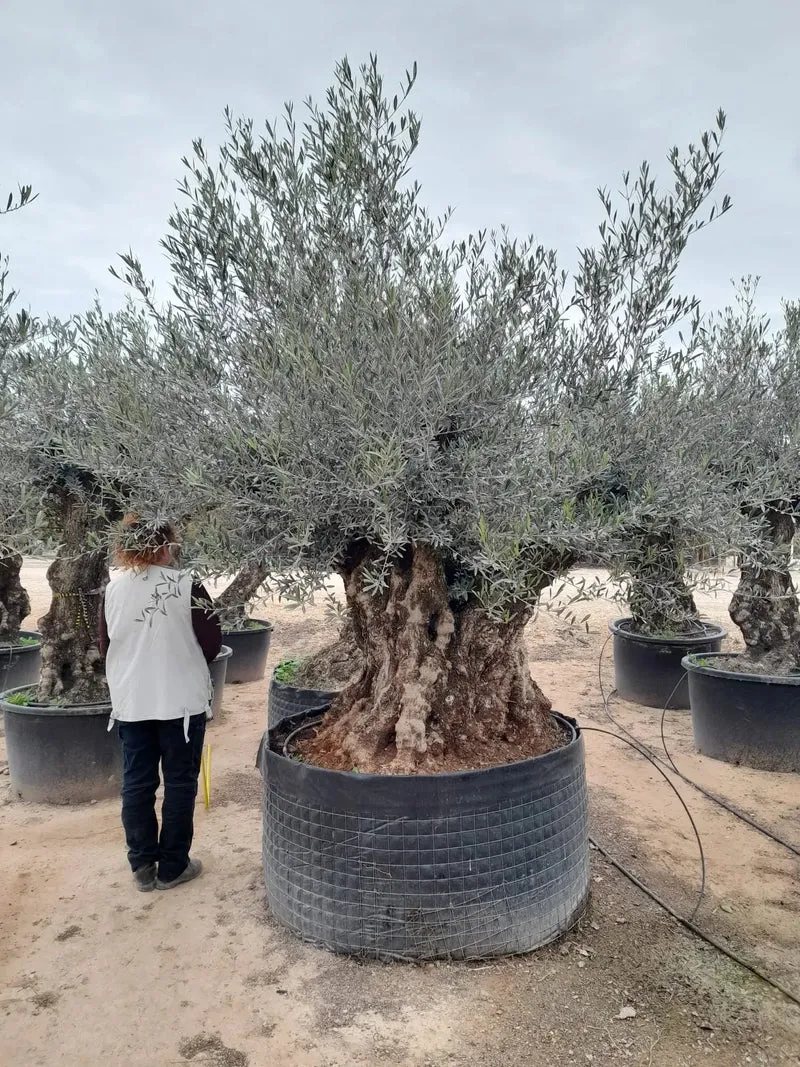 Olivträd Olea Europaea 180 år - XL "Pata"