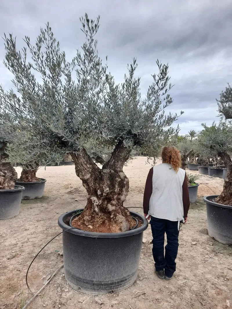 Olivträd Olea Europaea 100 år - Large "Pata"