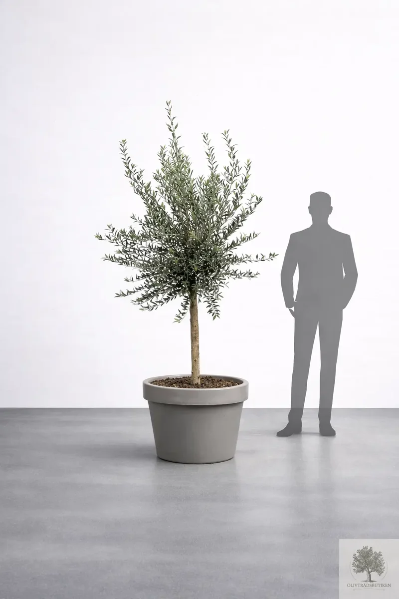 Olivträd 8 år - 200 cm höjd - 20 cm stam - 70 cm krona